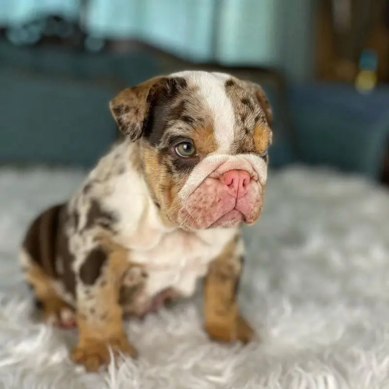 English Bulldogs Puppies For Sale, English Bulldog Puppies For Sale Near Me, English Bulldog For sale, English Bulldog Breeders, English Bulldog Breeders Near Me