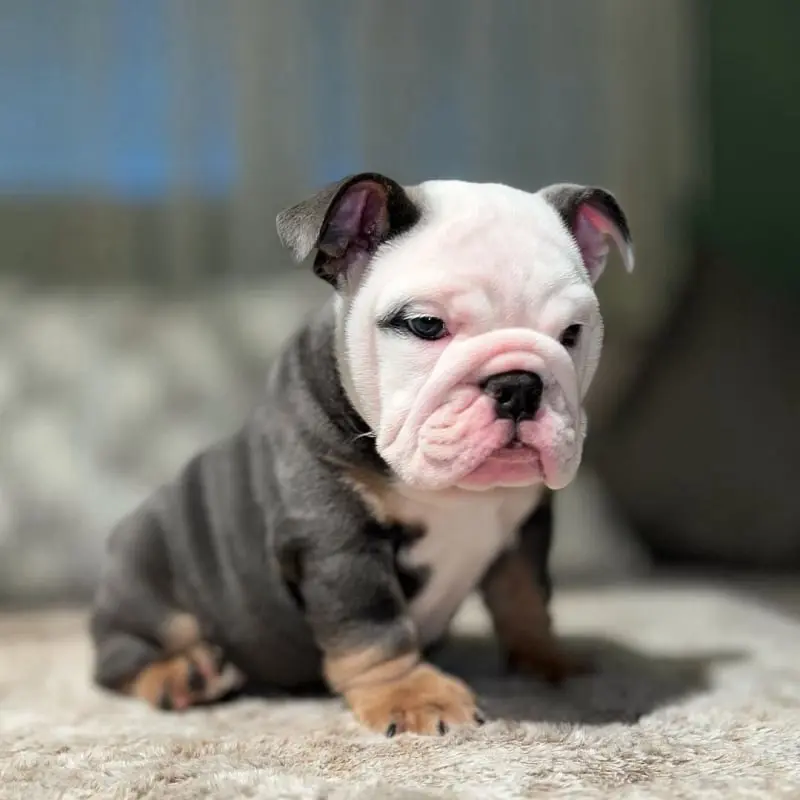 English Bulldogs Puppies For Sale, English Bulldog Puppies For Sale Near Me, English Bulldog For sale, English Bulldog Breeders, English Bulldog Breeders Near Me