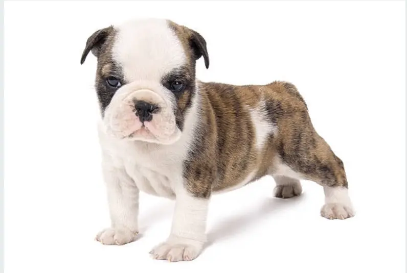 French Bulldog Puppy For Sale, English Bulldog Puppy For Sale, Bulldog Puppy For Sale