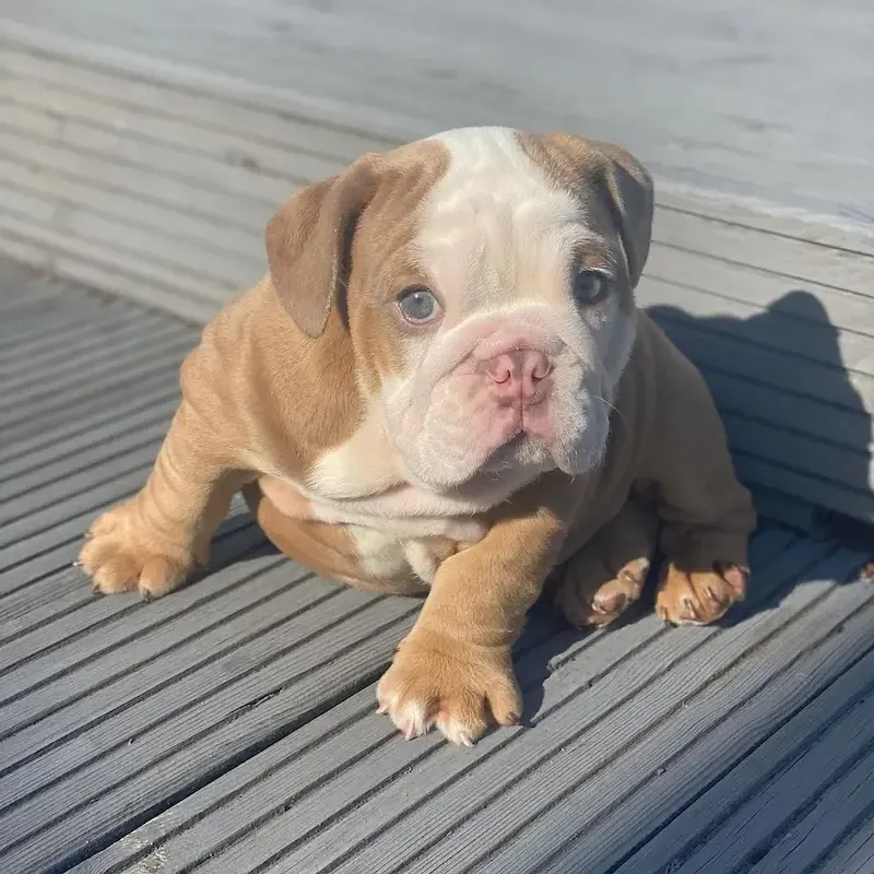 English Bulldogs Puppies For Sale, English Bulldog Puppies For Sale Near Me, English Bulldog For sale, English Bulldog Breeders, English Bulldog Breeders Near Me