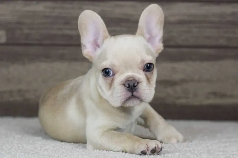 French Bulldog Puppies For Sale,French Bulldog Puppies For Sale Near Me,French Bulldog For sale,French Bulldog Breeders,French Bulldog Breeders Near Me,French Bulldog Price,Buy French Bulldog,Bulldog For Sale,French Bulldog for sale,French Bulldog For Sale Near Me,French Bulldog for Adoption