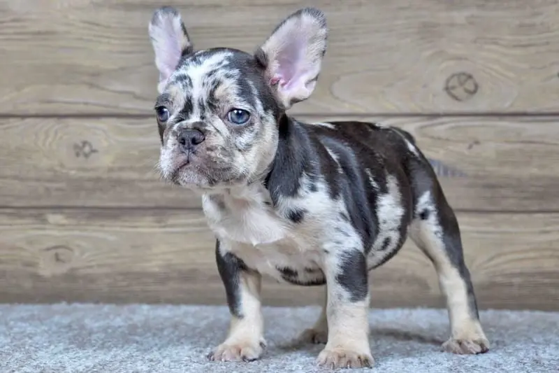 French Bulldog Puppies For Sale,French Bulldog Puppies For Sale Near Me,French Bulldog For sale,French Bulldog Breeders,French Bulldog Breeders Near Me,French Bulldog Price,Buy French Bulldog,Bulldog For Sale,French Bulldog for sale,French Bulldog For Sale Near Me,French Bulldog for Adoption