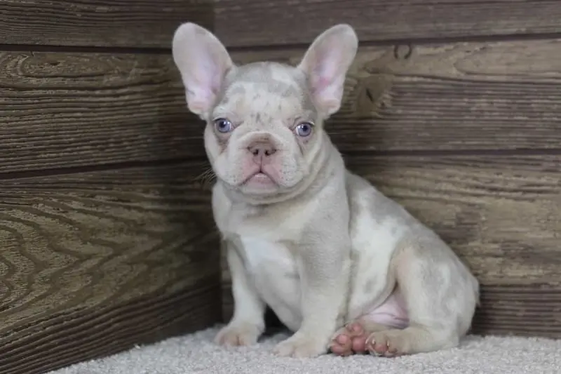 French Bulldog Puppies For Sale,French Bulldog Puppies For Sale Near Me,French Bulldog For sale,French Bulldog Breeders,French Bulldog Breeders Near Me,French Bulldog Price,Buy French Bulldog,Bulldog For Sale,French Bulldog for sale,French Bulldog For Sale Near Me,French Bulldog for Adoption