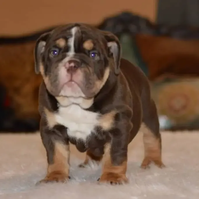 English Bulldogs Puppies For Sale, English Bulldog Puppies For Sale Near Me, English Bulldog For sale, English Bulldog Breeders, English Bulldog Breeders Near Me