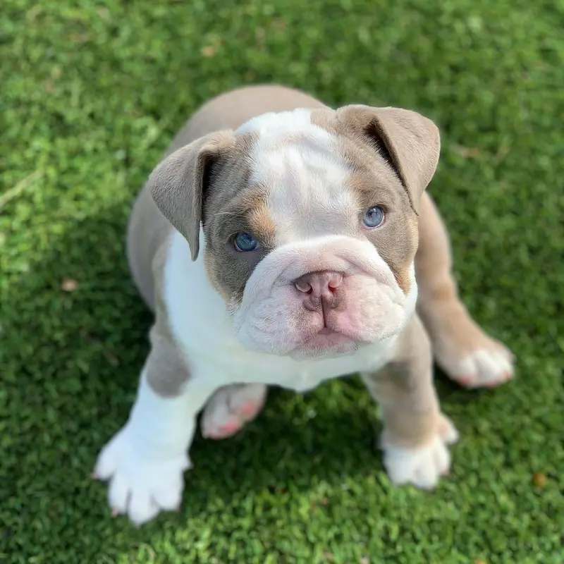 English Bulldogs Puppies For Sale, English Bulldog Puppies For Sale Near Me, English Bulldog For sale, English Bulldog Breeders, English Bulldog Breeders Near Me