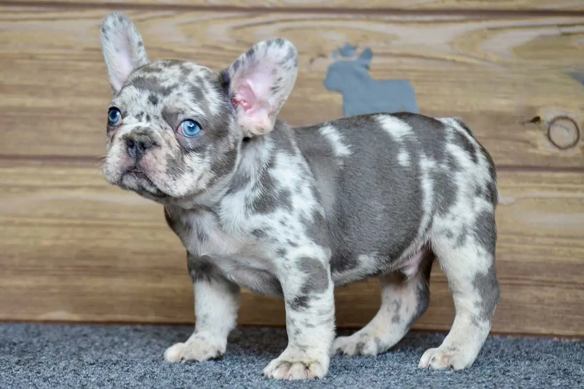 French Bulldog Puppies For Sale,French Bulldog Puppies For Sale Near Me,French Bulldog For sale,French Bulldog Breeders,French Bulldog Breeders Near Me,French Bulldog Price,Buy French Bulldog,Bulldog For Sale,French Bulldog for sale,French Bulldog For Sale Near Me,French Bulldog for Adoption