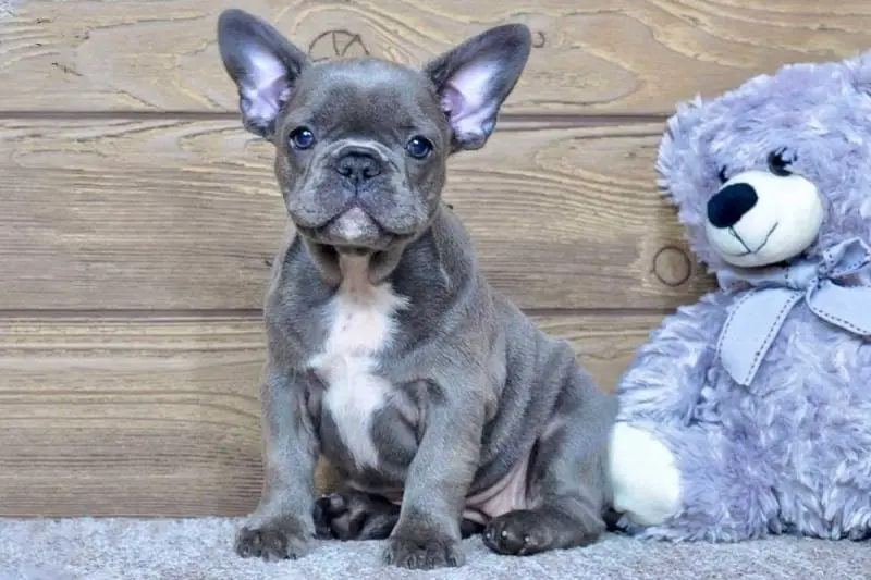 French Bulldog Puppies For Sale,French Bulldog Puppies For Sale Near Me,French Bulldog For sale,French Bulldog Breeders,French Bulldog Breeders Near Me,French Bulldog Price,Buy French Bulldog,Bulldog For Sale,French Bulldog for sale,French Bulldog For Sale Near Me,French Bulldog for Adoption