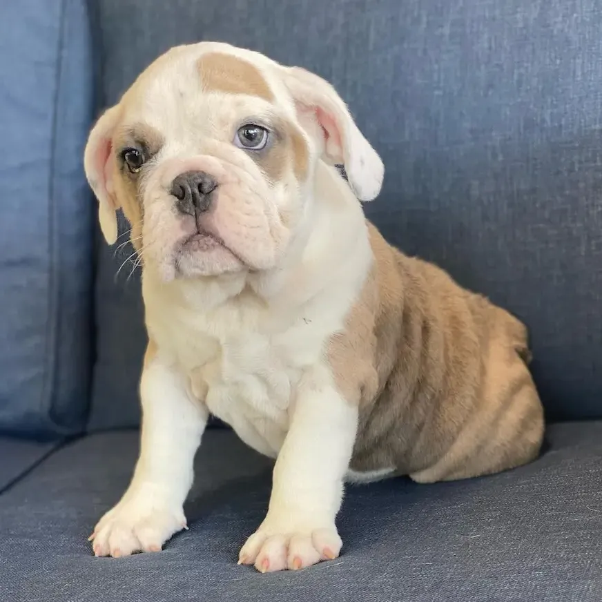 English Bulldogs Puppies For Sale, English Bulldog Puppies For Sale Near Me, English Bulldog For sale, English Bulldog Breeders, English Bulldog Breeders Near Me