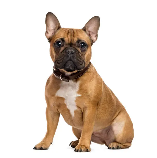 French Bulldog Puppy For Sale, English Bulldog Puppy For Sale, Bulldog Puppy For Sale