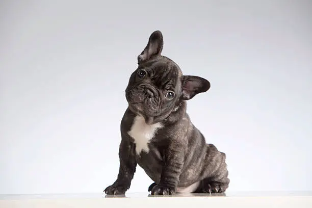 French Bulldog Puppy For Sale, English Bulldog Puppy For Sale, Bulldog Puppy For Sale