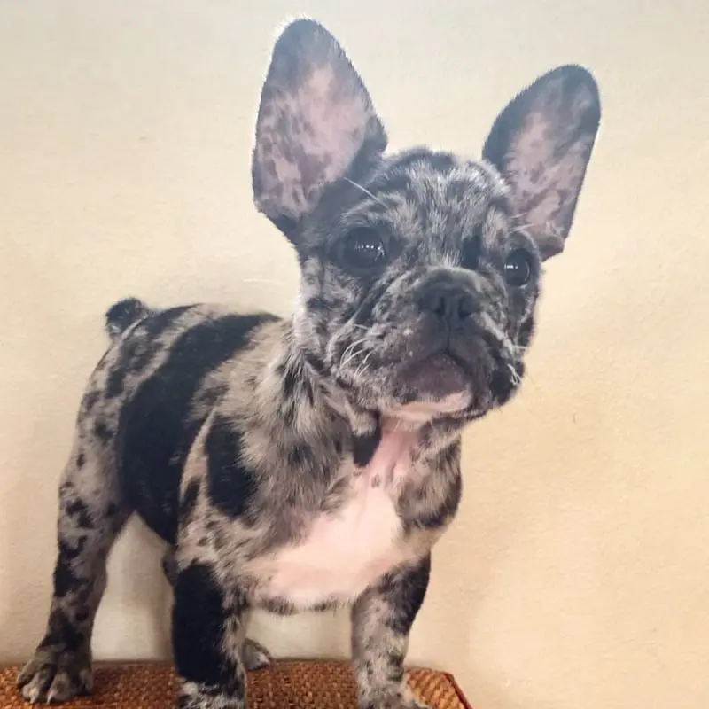 French Bulldog Puppies For Sale,French Bulldog Puppies For Sale Near Me,French Bulldog For sale,French Bulldog Breeders,French Bulldog Breeders Near Me,French Bulldog Price,Buy French Bulldog,Bulldog For Sale,French Bulldog for sale,French Bulldog For Sale Near Me,French Bulldog for Adoption