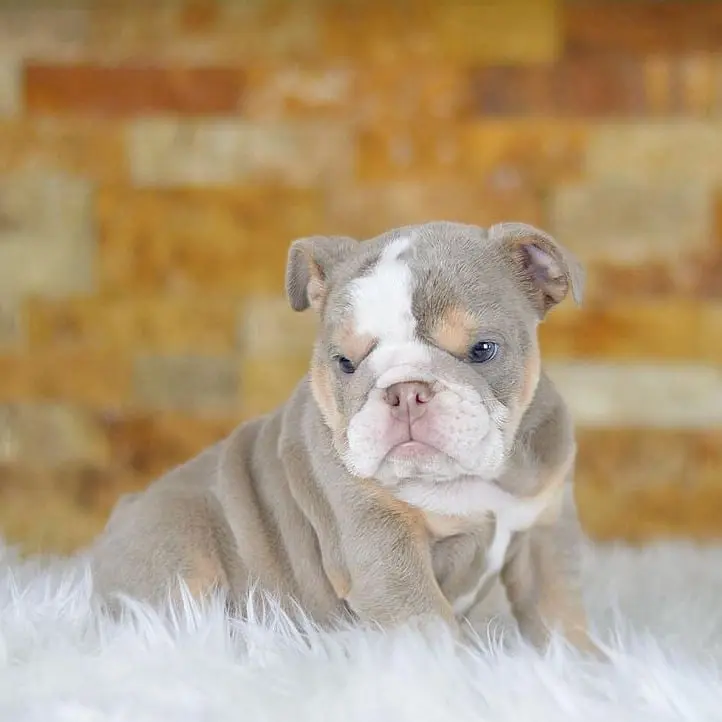 English Bulldogs Puppies For Sale, English Bulldog Puppies For Sale Near Me, English Bulldog For sale, English Bulldog Breeders, English Bulldog Breeders Near Me