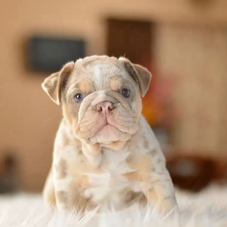 English Bulldogs Puppies For Sale, English Bulldog Puppies For Sale Near Me, English Bulldog For sale, English Bulldog Breeders, English Bulldog Breeders Near Me