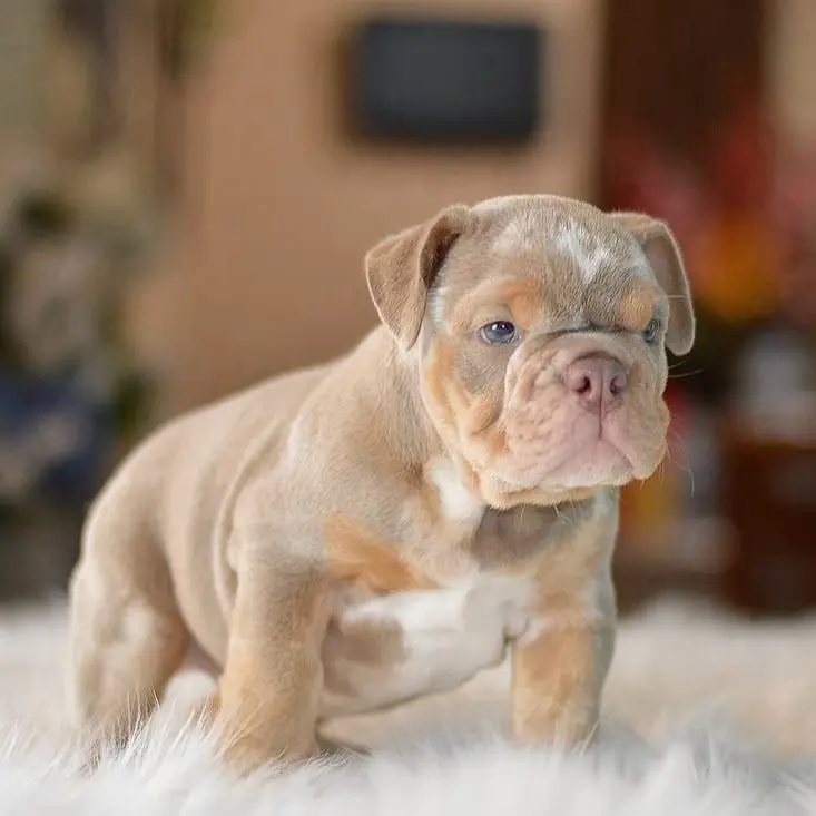 English Bulldogs Puppies For Sale, English Bulldog Puppies For Sale Near Me, English Bulldog For sale, English Bulldog Breeders, English Bulldog Breeders Near Me