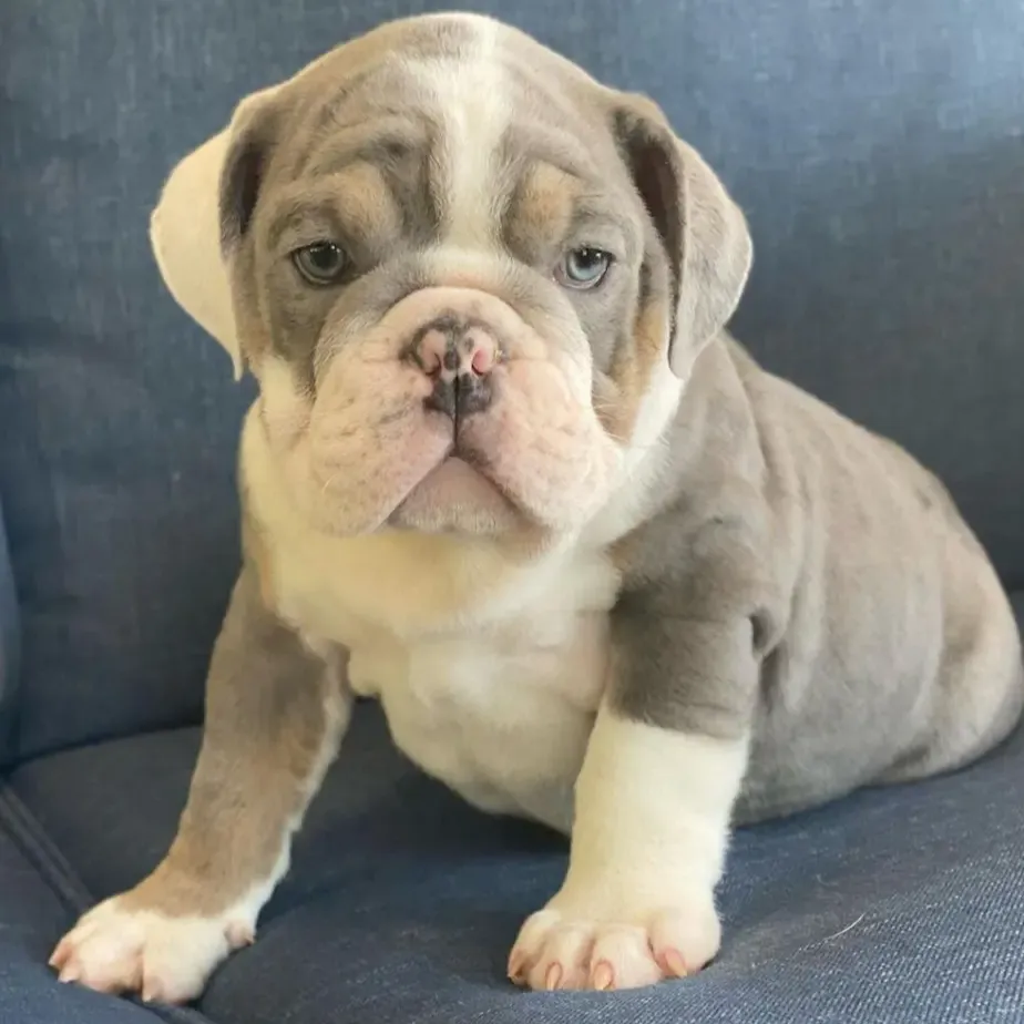 English Bulldogs Puppies For Sale, English Bulldog Puppies For Sale Near Me, English Bulldog For sale, English Bulldog Breeders, English Bulldog Breeders Near Me