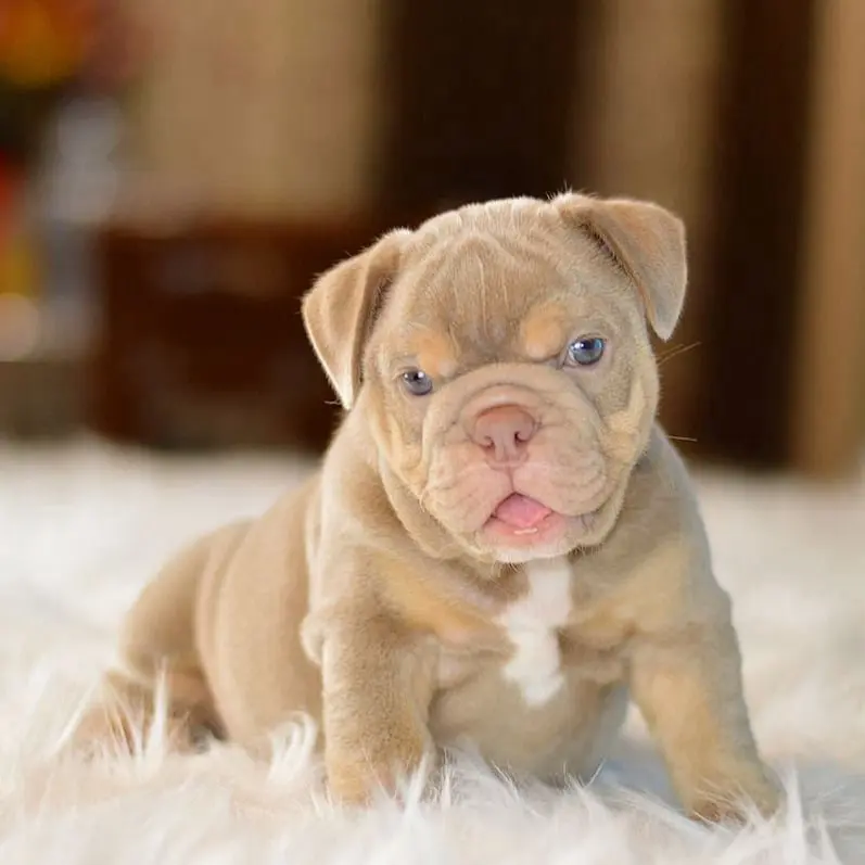 English Bulldogs Puppies For Sale, English Bulldog Puppies For Sale Near Me, English Bulldog For sale, English Bulldog Breeders, English Bulldog Breeders Near Me