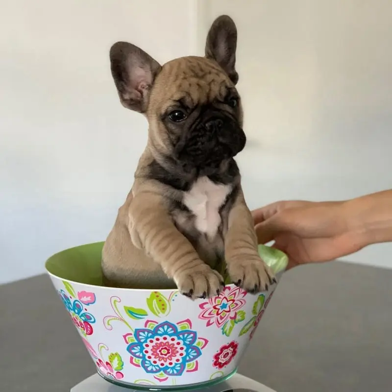 French Bulldog Puppies For Sale,French Bulldog Puppies For Sale Near Me,French Bulldog For sale,French Bulldog Breeders,French Bulldog Breeders Near Me,French Bulldog Price,Buy French Bulldog,Bulldog For Sale,French Bulldog for sale,French Bulldog For Sale Near Me,French Bulldog for Adoption