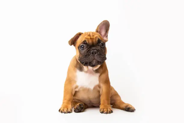 French Bulldog Puppy For Sale, English Bulldog Puppy For Sale, Bulldog Puppy For Sale