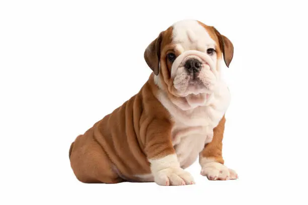 French Bulldog Puppy For Sale, English Bulldog Puppy For Sale, Bulldog Puppy For Sale