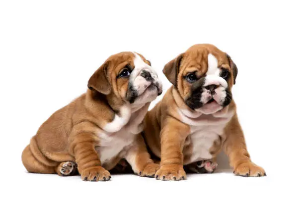 French Bulldog Puppy For Sale, English Bulldog Puppy For Sale, Bulldog Puppy For Sale