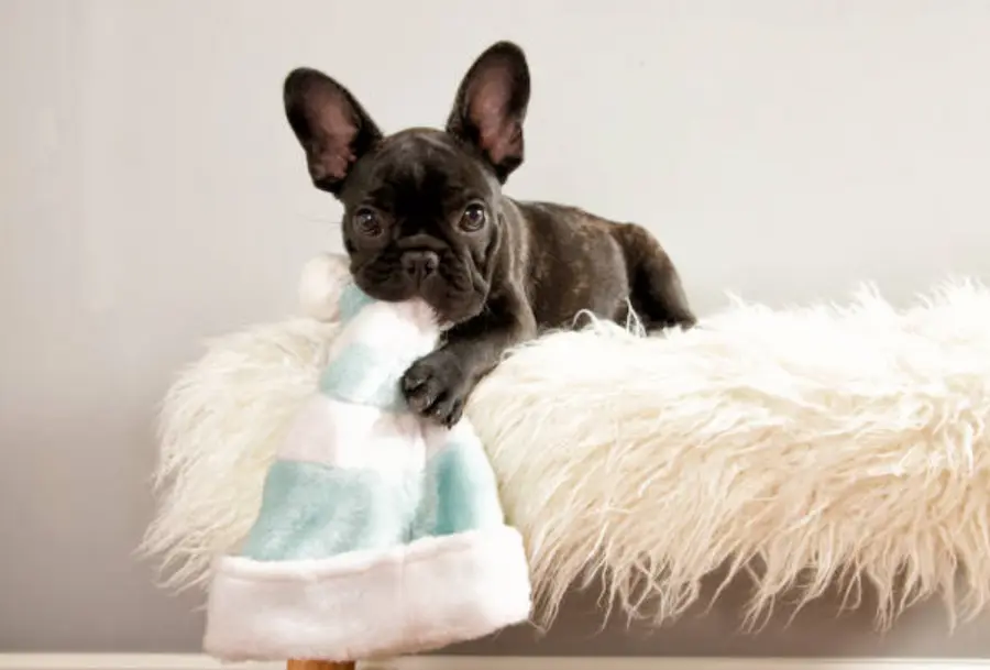 French Bulldog Puppies For Sale,French Bulldog Puppies For Sale Near Me,French Bulldog For sale,French Bulldog Breeders,French Bulldog Breeders Near Me,French Bulldog Price,Buy French Bulldog,Bulldog For Sale,French Bulldog for sale,French Bulldog For Sale Near Me,French Bulldog for Adoption