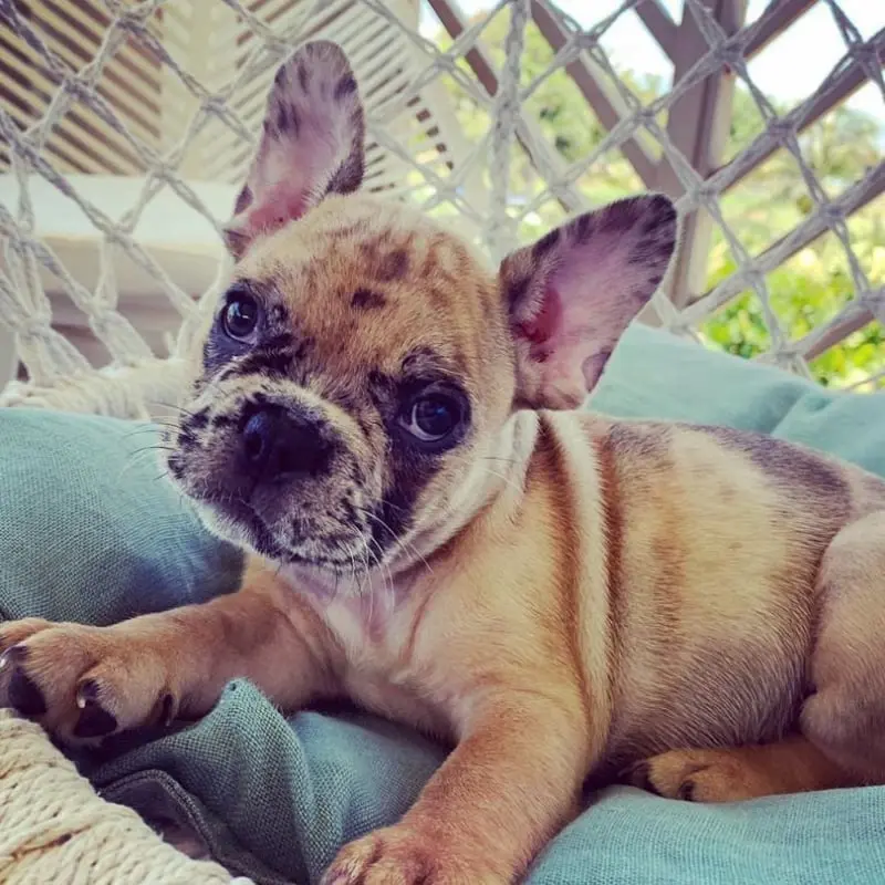 French Bulldog Puppies For Sale,French Bulldog Puppies For Sale Near Me,French Bulldog For sale,French Bulldog Breeders,French Bulldog Breeders Near Me,French Bulldog Price,Buy French Bulldog,Bulldog For Sale,French Bulldog for sale,French Bulldog For Sale Near Me,French Bulldog for Adoption