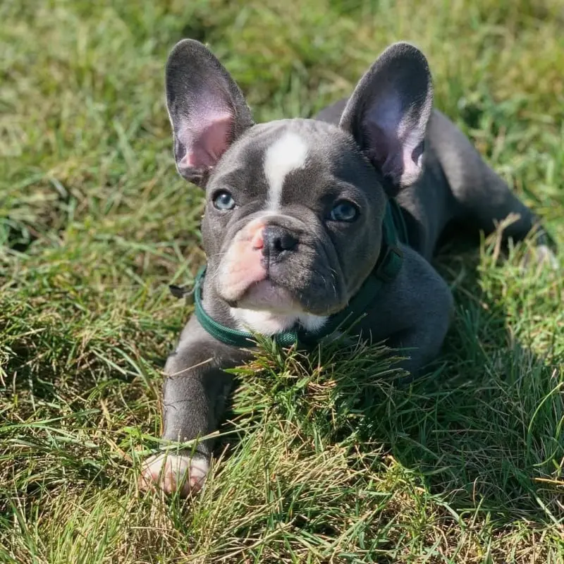 French Bulldog Puppies For Sale,French Bulldog Puppies For Sale Near Me,French Bulldog For sale,French Bulldog Breeders,French Bulldog Breeders Near Me,French Bulldog Price,Buy French Bulldog,Bulldog For Sale,French Bulldog for sale,French Bulldog For Sale Near Me,French Bulldog for Adoption